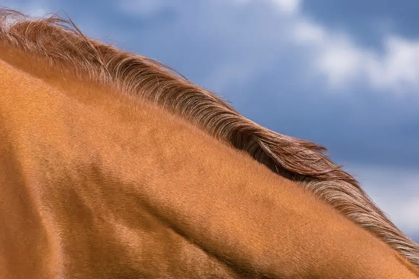 Close view of a horse’s neck and mane
