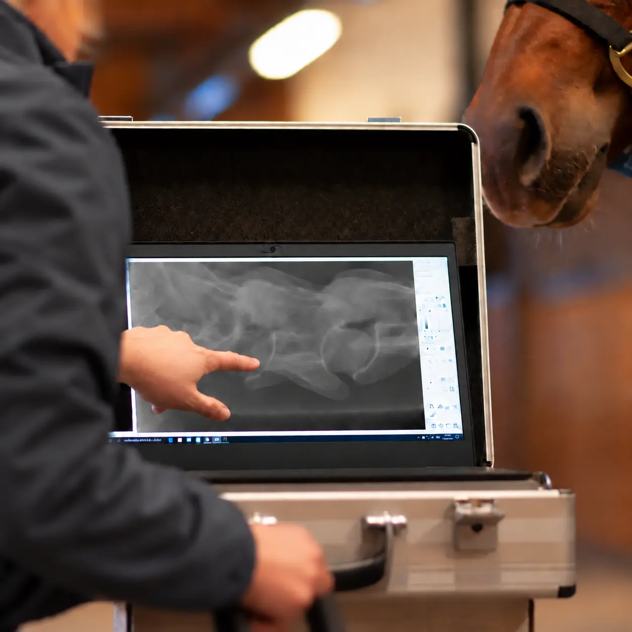 Veterinarian reviewing a cervical radiograph beside a horse