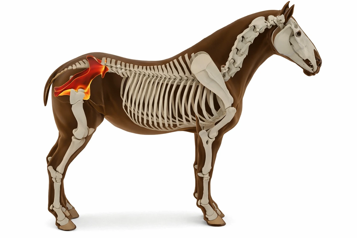 Anatomical diagram of the equine pelvis and sacroiliac joint