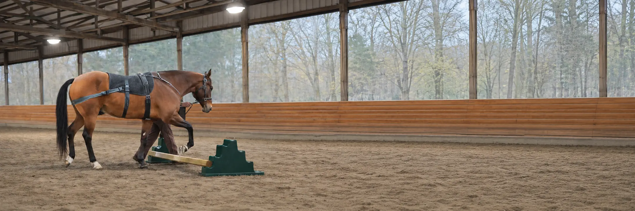 Horse developing coordination over cavaletti during equine rehabilitation at Seven Hills Training