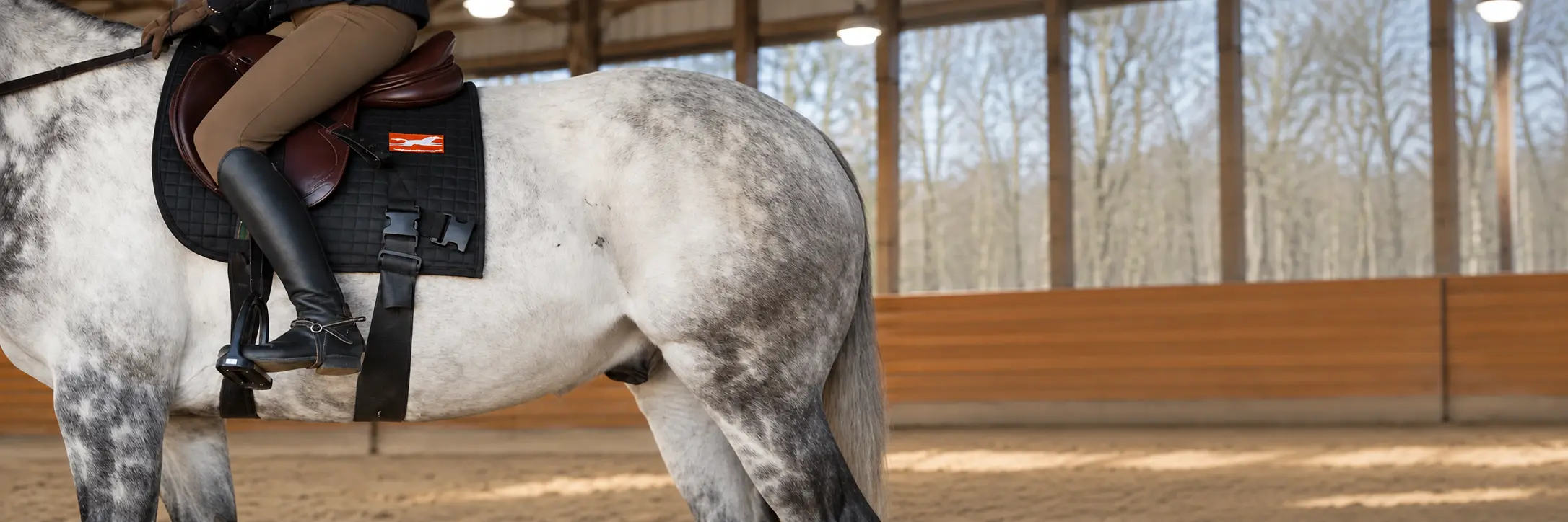 Ridden horse wearing an Equiband for core and postural support during rehabilitation