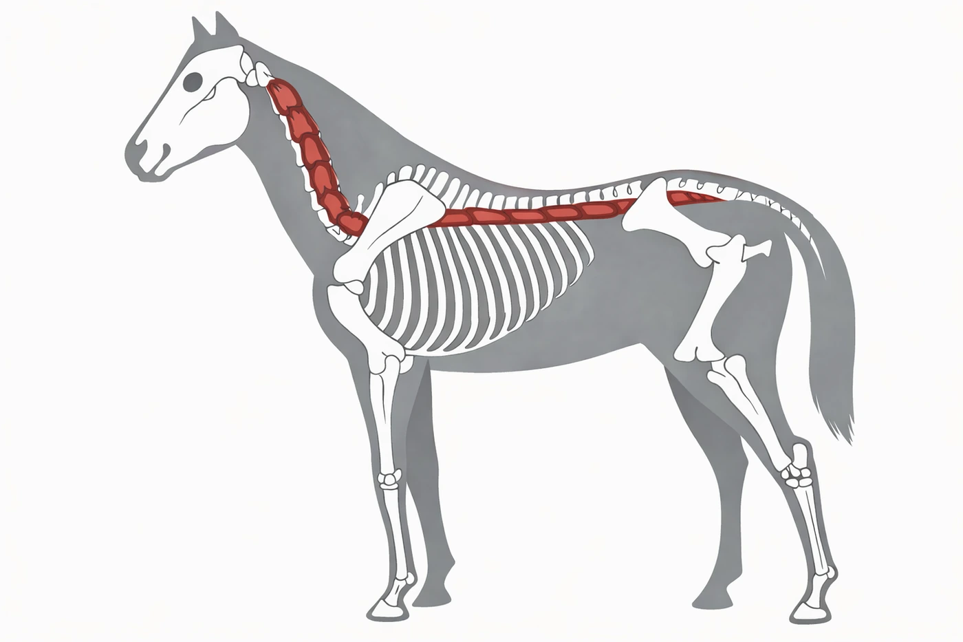 Horse skeleton and deep spinal muscles