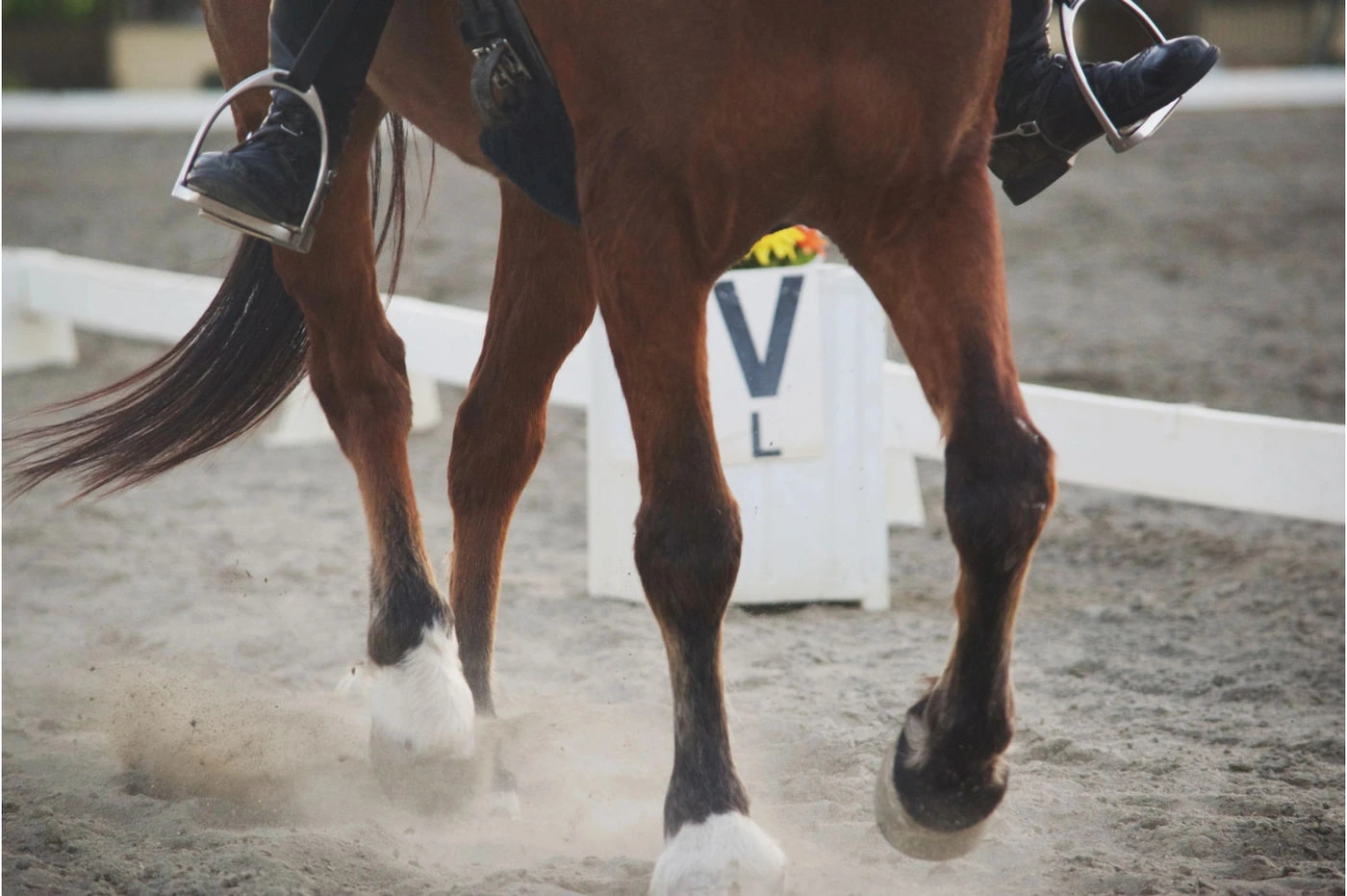 Horse and rider working under saddle
