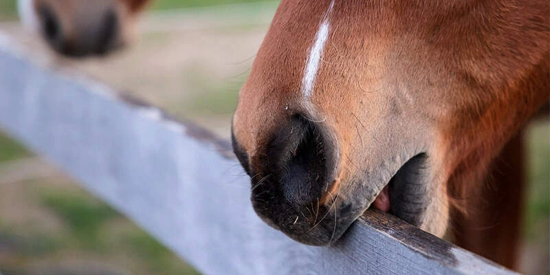 Horse cribbing on a fence