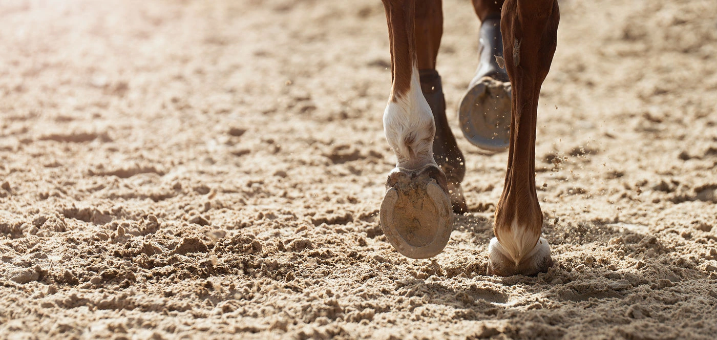 Horse’s hooves walking through soft arena footing