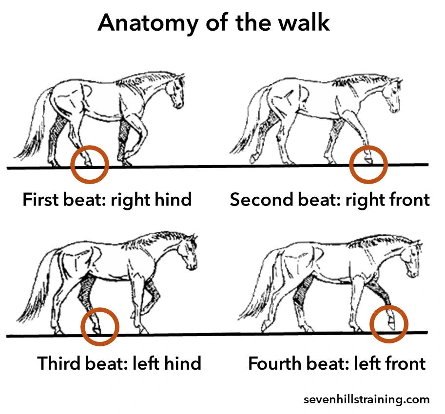 Diagram of the four-beat footfall sequence of a horse’s walk