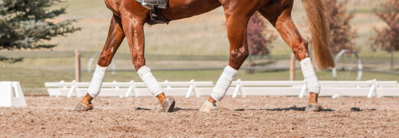 A horse walking in a dressage arena, demonstrating correct biomechanics, rhythm, and tracking up essential for balance and performance.