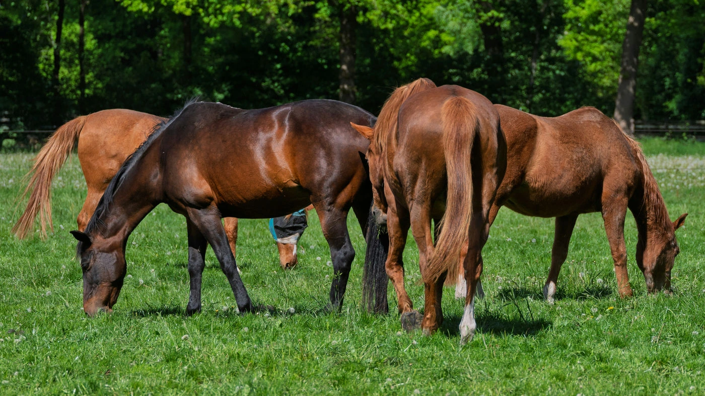 Horses grazing together in a pasture