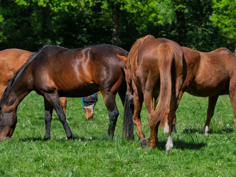 Horses grazing together in a pasture