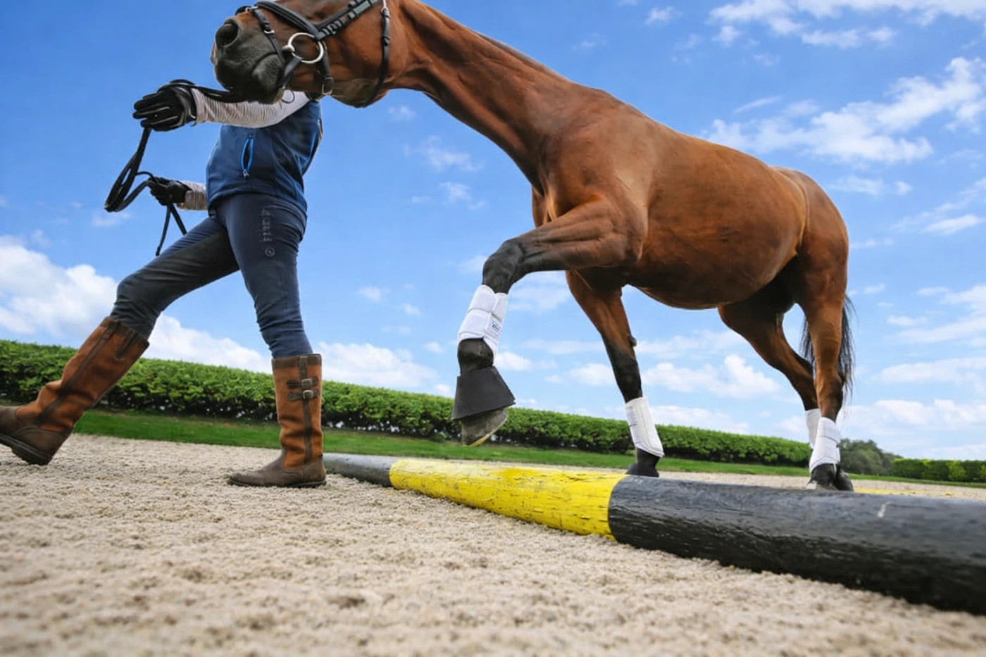 Horse stepping over a ground pole during in-hand rehabilitation