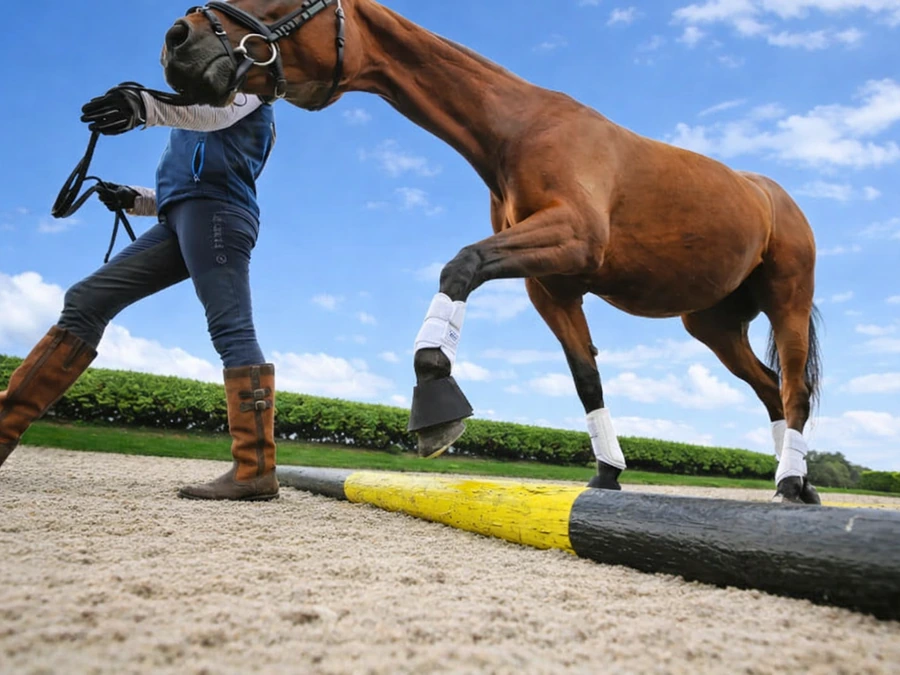 Horse stepping over a ground pole during in-hand rehabilitation