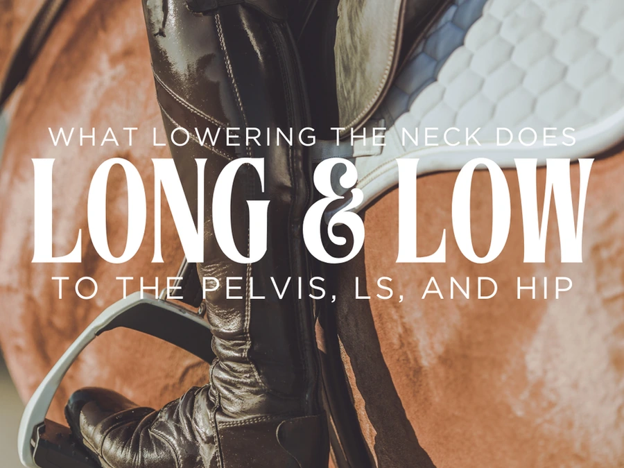Long and low article illustration showing a rider’s boot and stirrup beside a chestnut horse