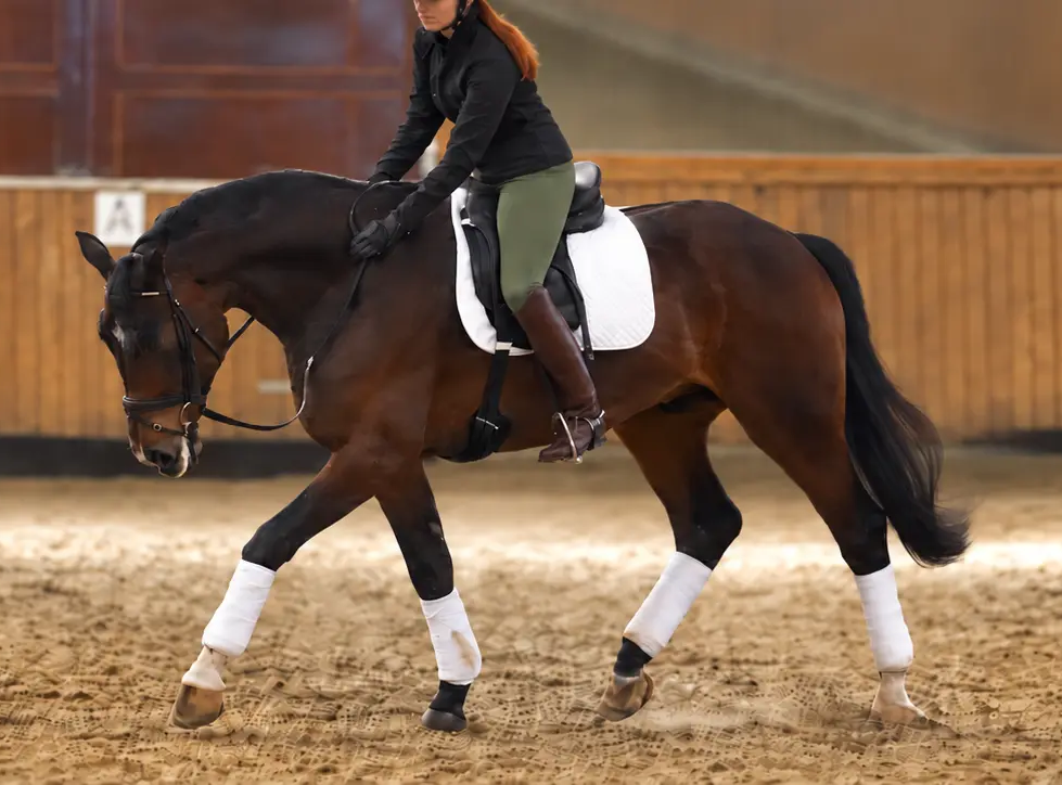 Horse and rider developing connection through classical dressage