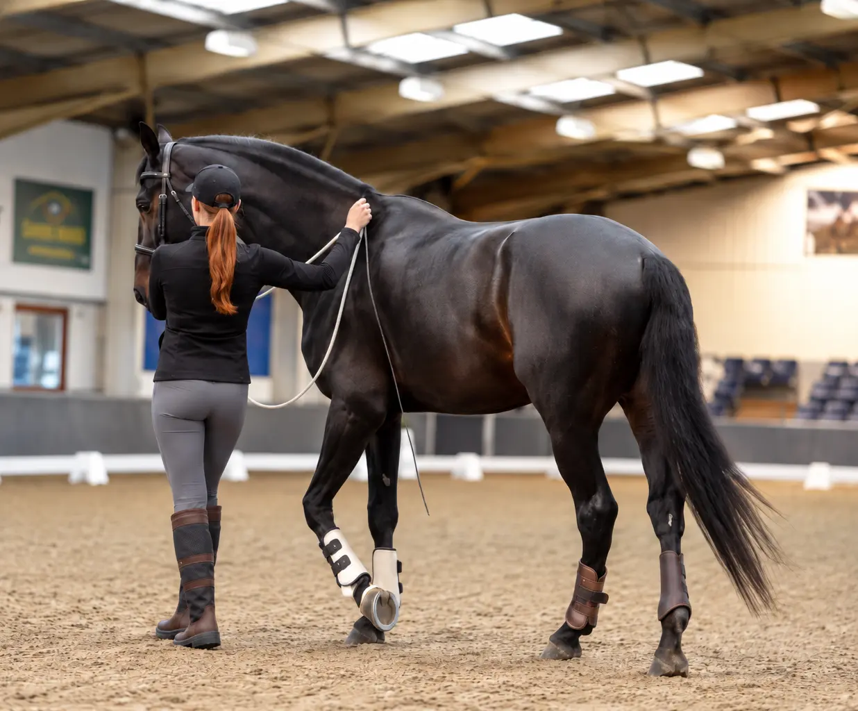 Trainer guiding a black horse through an in-hand movement exercise