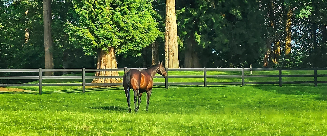Rehabilitation horse in grass pasture at Seven Hills