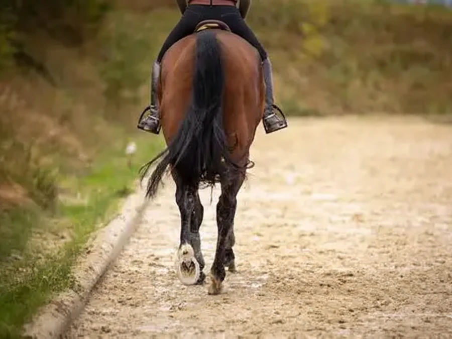 Horse moving evenly and balanced under saddle during soundness-focused dressage training.